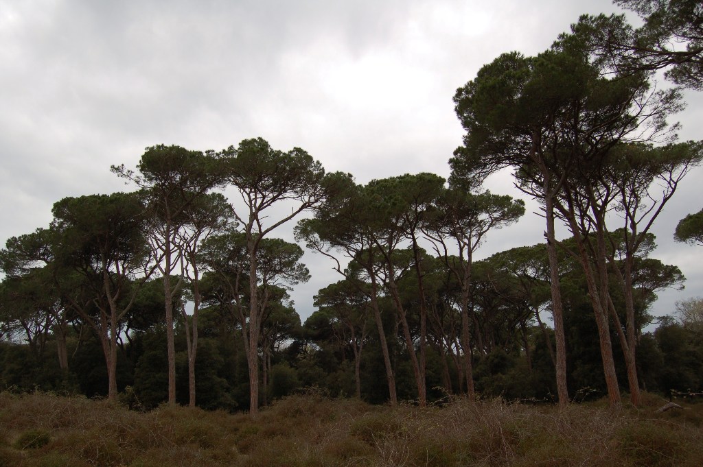 Giornata a San Rossore.